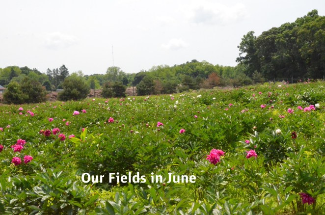 DSC_9312 (edited-Pixlr)