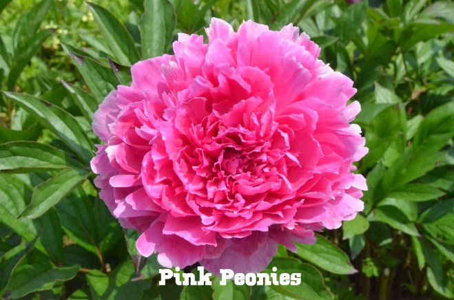 DSC_9321 (edited-Pixlr)